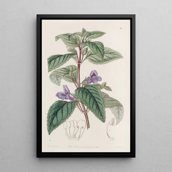 Wingpoint à grandes fleurs - Sydenham Edwards — framed artwork on a wall