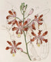 Variety with Large Flowers of Trompette Schomburgkia - Sydenham Edwards — artwork view