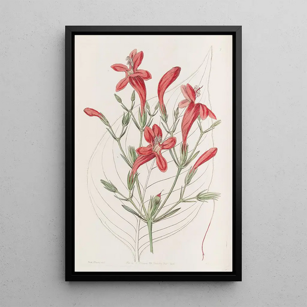 Ruellia à grandes feuilles - Sydenham Edwards — framed artwork on a wall