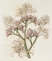 Sea Lavender with Large Leaves - Sydenham Edwards — artwork view