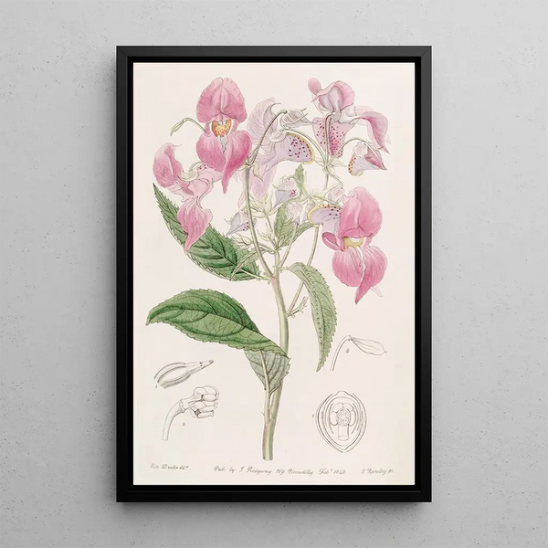 Balsamine à grandes lèvres - Sydenham Edwards — framed artwork on a wall