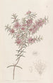 Myrtle-peach larger - Sydenham Edwards — artwork view