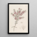 Myrtle-peach larger - Sydenham Edwards — framed artwork on a wall