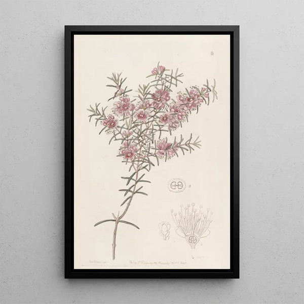 Myrtle-peach larger - Sydenham Edwards — framed artwork on a wall