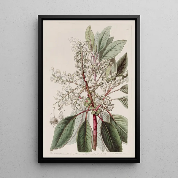 Arbousier à feuilles de laurier - Sydenham Edwards — framed artwork on a wall