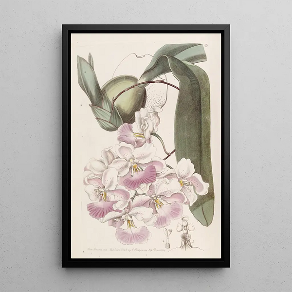 Odontoglossum au parfum de citron - Sydenham Edwards — framed artwork on a wall