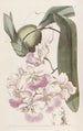 Odontoglossum au parfum de citron - Sydenham Edwards — artwork view