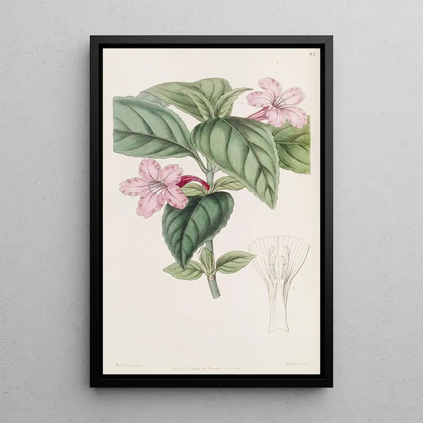 Ruellia à fleurs lilas - Sydenham Edwards — framed artwork on a wall