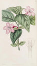 Ruellia à fleurs lilas - Sydenham Edwards — artwork view