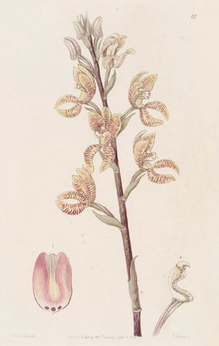 Sydenham Edwards - Lindens Govenia.webp