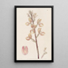 Govenia de Linden - Sydenham Edwards — framed artwork on a wall