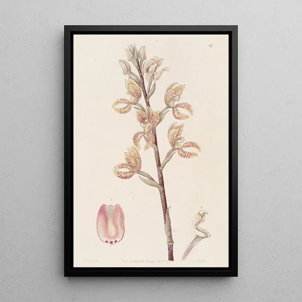 Govenia de Linden - Sydenham Edwards — framed artwork on a wall