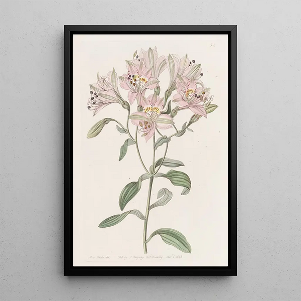 Alstroemeria rayée - Sydenham Edwards — framed artwork on a wall