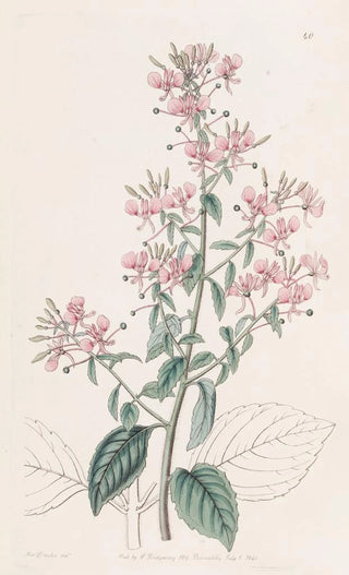 Sydenham Edwards - Lineleaved Lopezia.webp