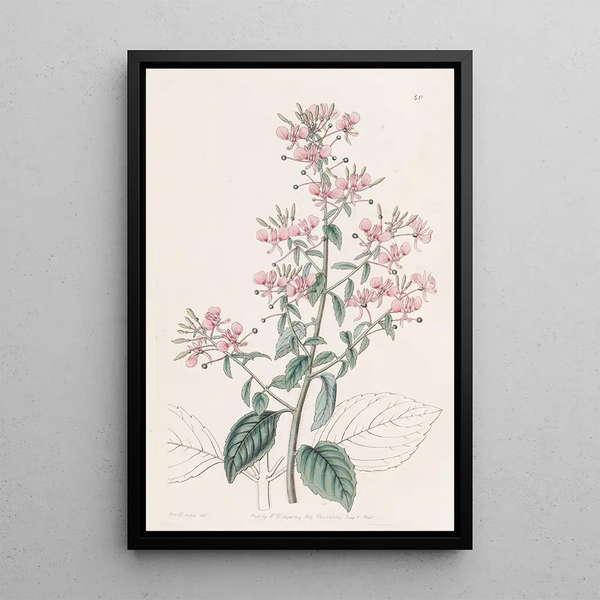Lopezia à feuilles linéaires - Sydenham Edwards — framed artwork on a wall