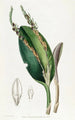 Pleurothallis with lizard head - Sydenham Edwards — artwork view