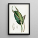 Pleurothallis with lizard head - Sydenham Edwards — framed artwork on a wall