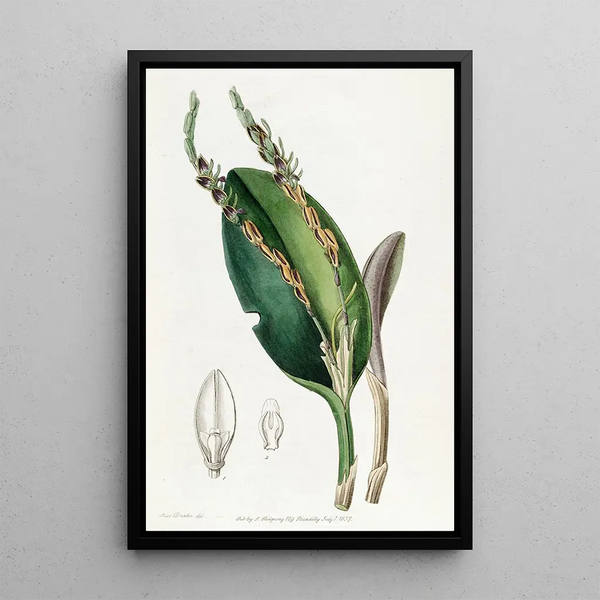 Pleurothallis with lizard head - Sydenham Edwards — framed artwork on a wall