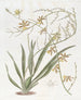 Oncidium noble - Sydenham Edwards — artwork view