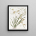 Oncidium noble - Sydenham Edwards — framed artwork on a wall