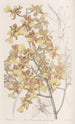 Oncidium long-leaf painting - Sydenham Edwards — artwork view