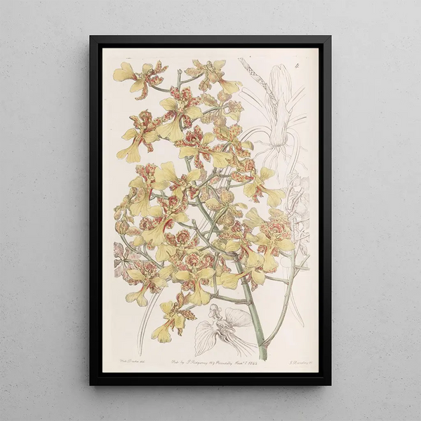 Oncidium long-leaf painting - Sydenham Edwards — framed artwork on a wall
