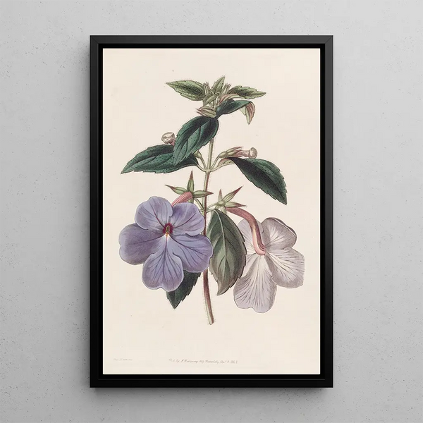 Achimènes à longues fleurs - Sydenham Edwards — framed artwork on a wall