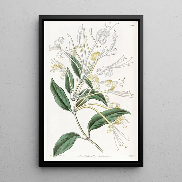Honeysuckle with long flowers - Sydenham Edwards — framed artwork on a wall