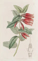 Macleania à longues fleurs - Sydenham Edwards — artwork view