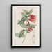 Macleania à longues fleurs - Sydenham Edwards — framed artwork on a wall