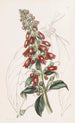 Gesnera à longues feuilles - Sydenham Edwards — artwork view