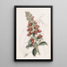 Gesnera à longues feuilles - Sydenham Edwards — framed artwork on a wall