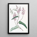 Kennedya with a single leaf, long-cluster variety - Sydenham Edwards — framed artwork on a wall