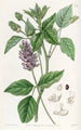 Psoralea à longs épis - Sydenham Edwards — artwork view