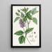 Psoralea à longs épis - Sydenham Edwards — framed artwork on a wall