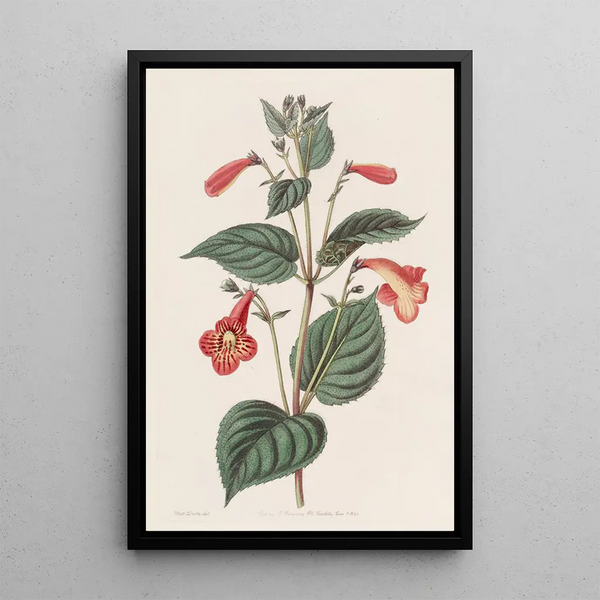 Achimènes à longs pédoncules - Sydenham Edwards — framed artwork on a wall