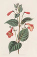 Achimènes à longs pédoncules - Sydenham Edwards — artwork view