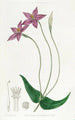 Chironia with long peduncles - Sydenham Edwards — artwork view