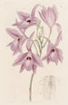 Laelia à longues tiges - Sydenham Edwards — artwork view