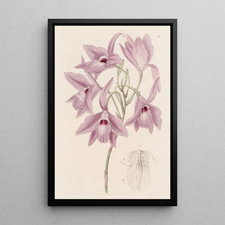 Sydenham Edwards - Longstalked Laelia.webp