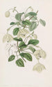 Climbing Virgin Clematis Painting with Long Stems - Sydenham Edwards — artwork view