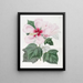 Hibiscus des marais - Sydenham Edwards — framed artwork on a wall