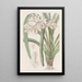 Cymbidium de Masters - Sydenham Edwards — framed artwork on a wall