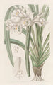 Cymbidium de Masters - Sydenham Edwards — artwork view