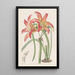 Habranthus des prés - Sydenham Edwards — framed artwork on a wall