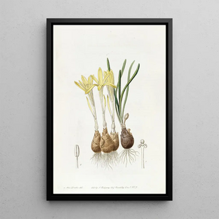 Sydenham Edwards - Meadow Saffronflowered Sternbergia.webp