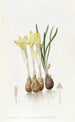 Sternbergia safranée des prés - Sydenham Edwards — artwork view