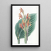 Canna de Mendoza - Sydenham Edwards — framed artwork on a wall