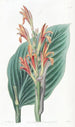 Canna de Mendoza - Sydenham Edwards — artwork view