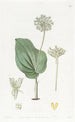 Microstylis painting with Mexican snake tongue leaves - Sydenham Edwards — artwork view